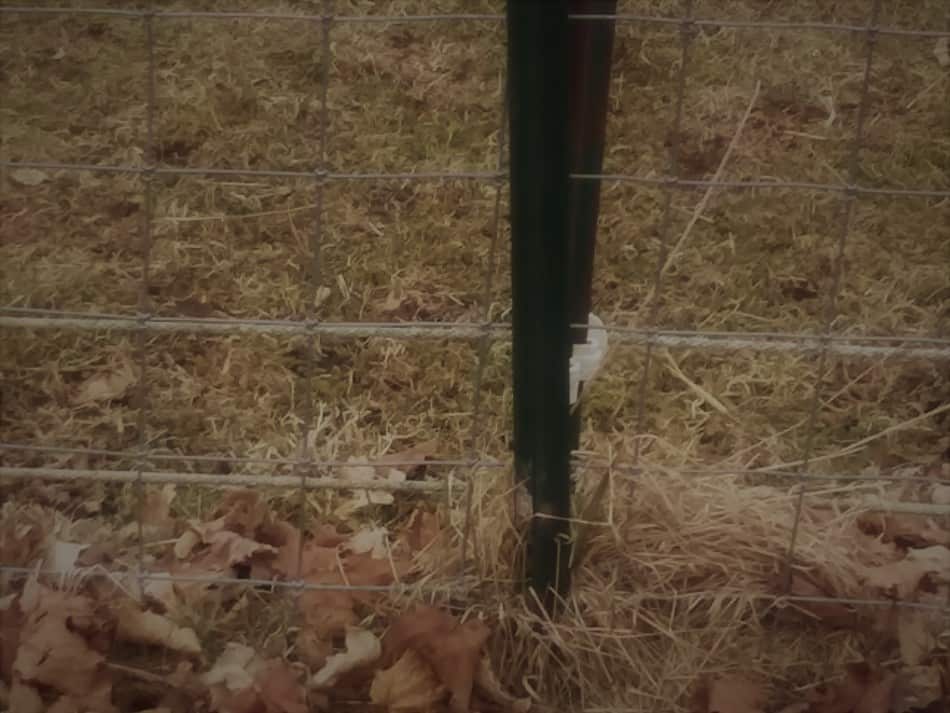 metal fence post with two strands of polybraid electric fencing at the bottom