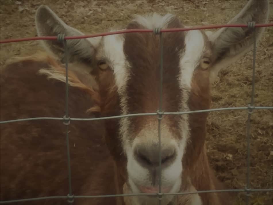 Toggenburg wether looking at me though the fence