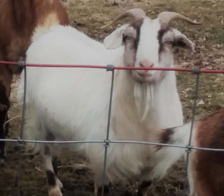 smaller breed goat