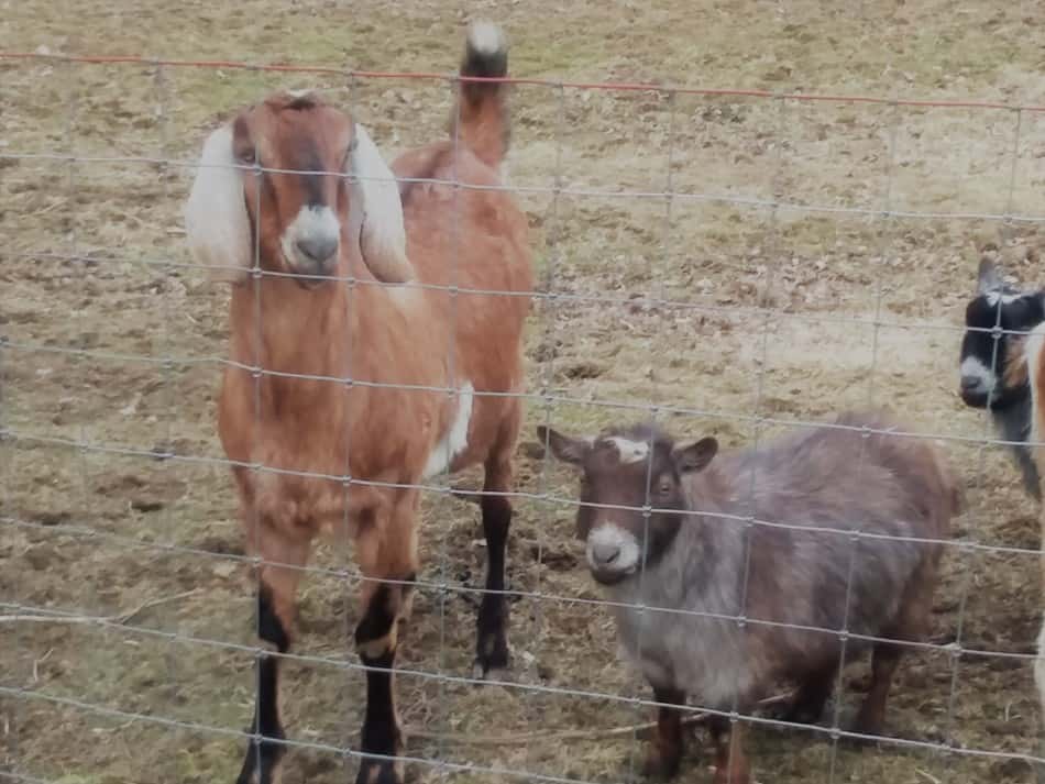 pasture pet goats one tall one short