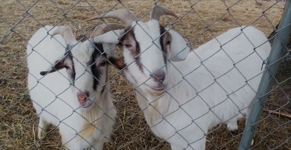 mix breed goats, Asphodel and Cracker