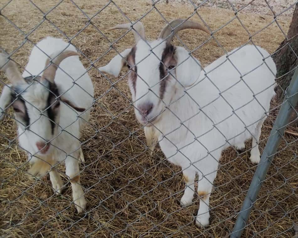 backyard goats in a chain link dog kennel as a pen