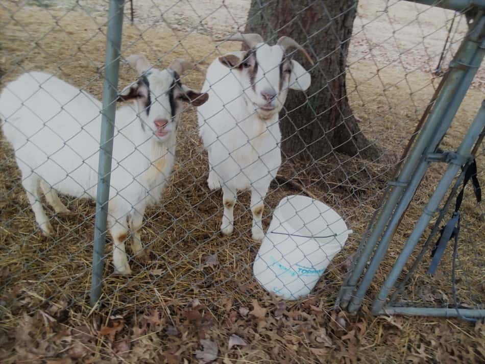 goats in a chain link dog kennel as a pen