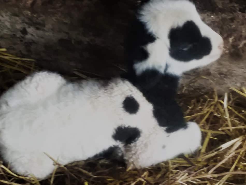 new born black and white spotted lamb
