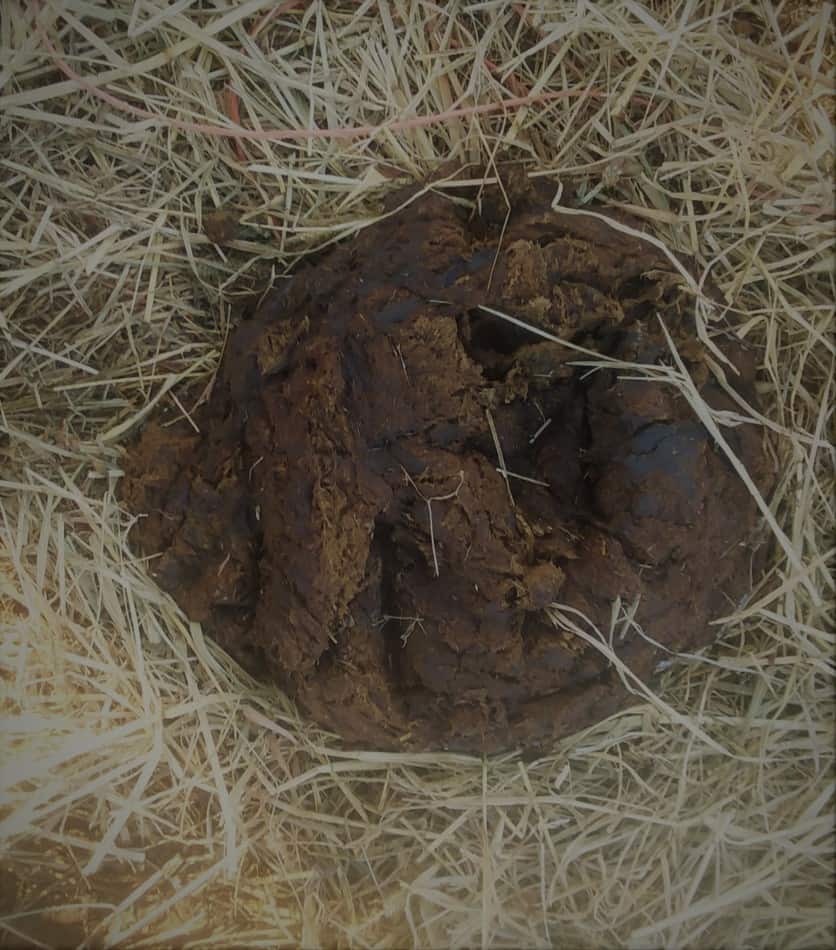 pile of manure from our cow, Aleene