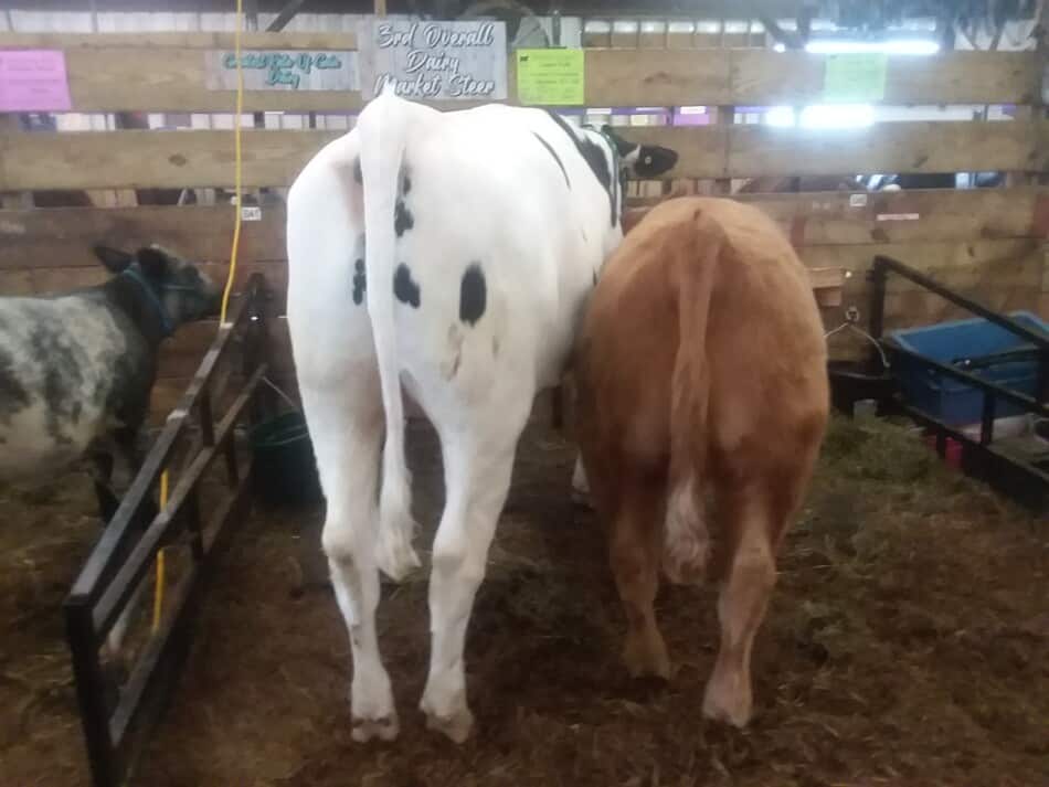 dairy steer haltered next to a beef steer
