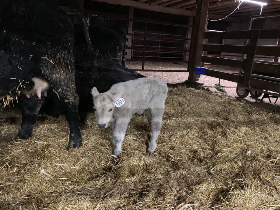 black cow with grey calf