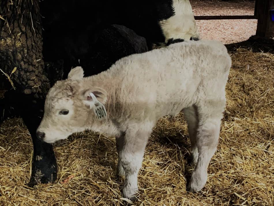 grey calf with black bodied, white faced cow