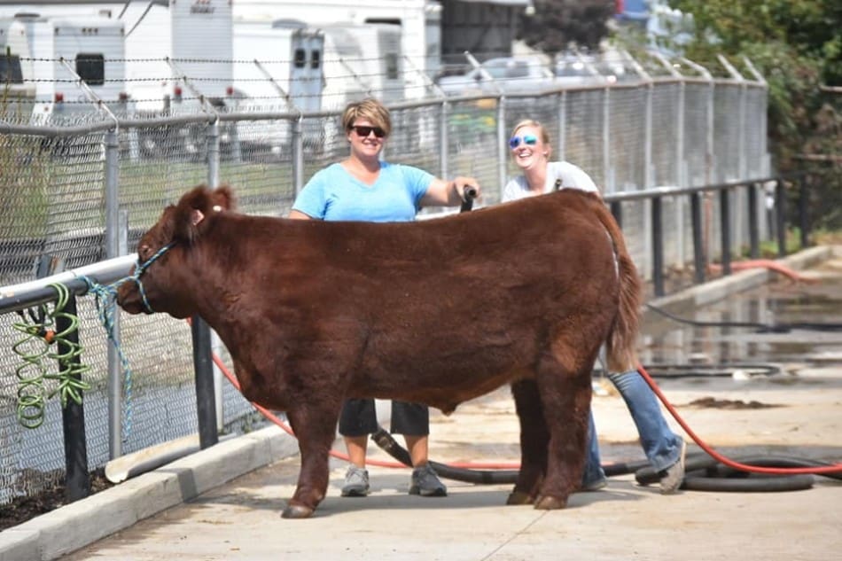 red show steer being washed/taking a bath at the fair.