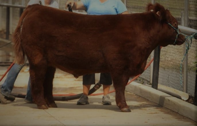 red market steer in wash rack