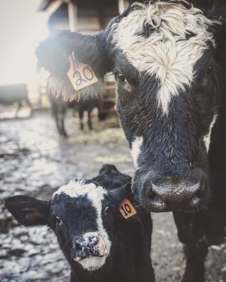 black beef cow and her young calf