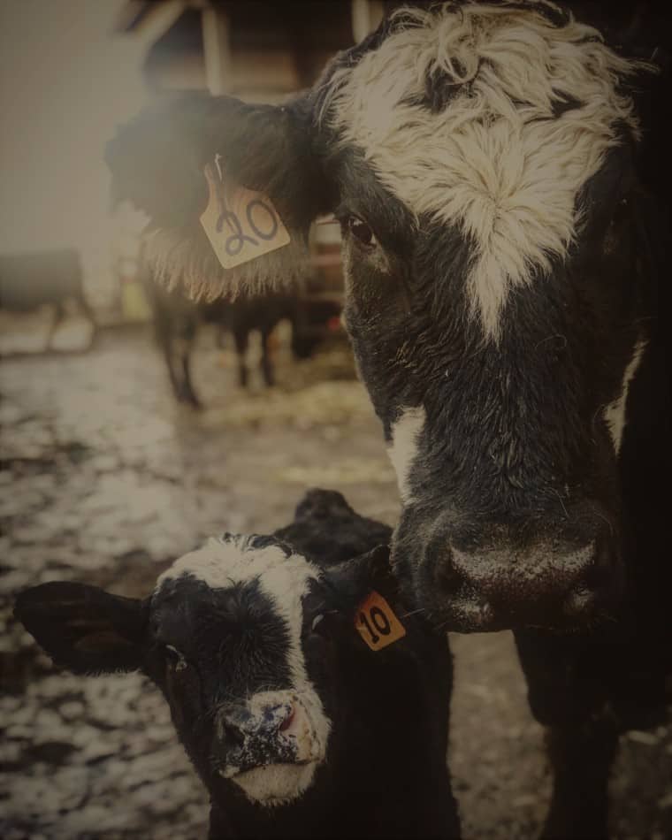 Beef brood cow and her young calf