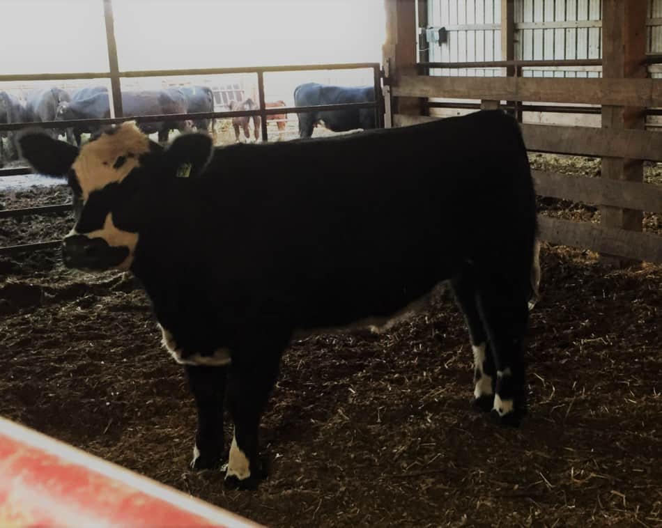 black baldy calf