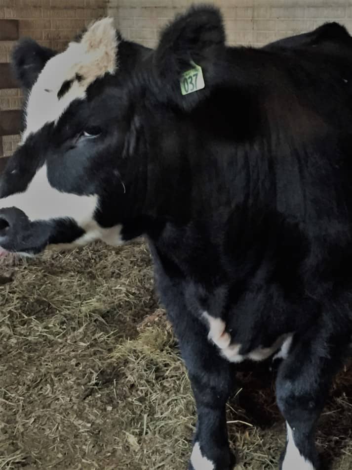 close up of a cross bred beef calf