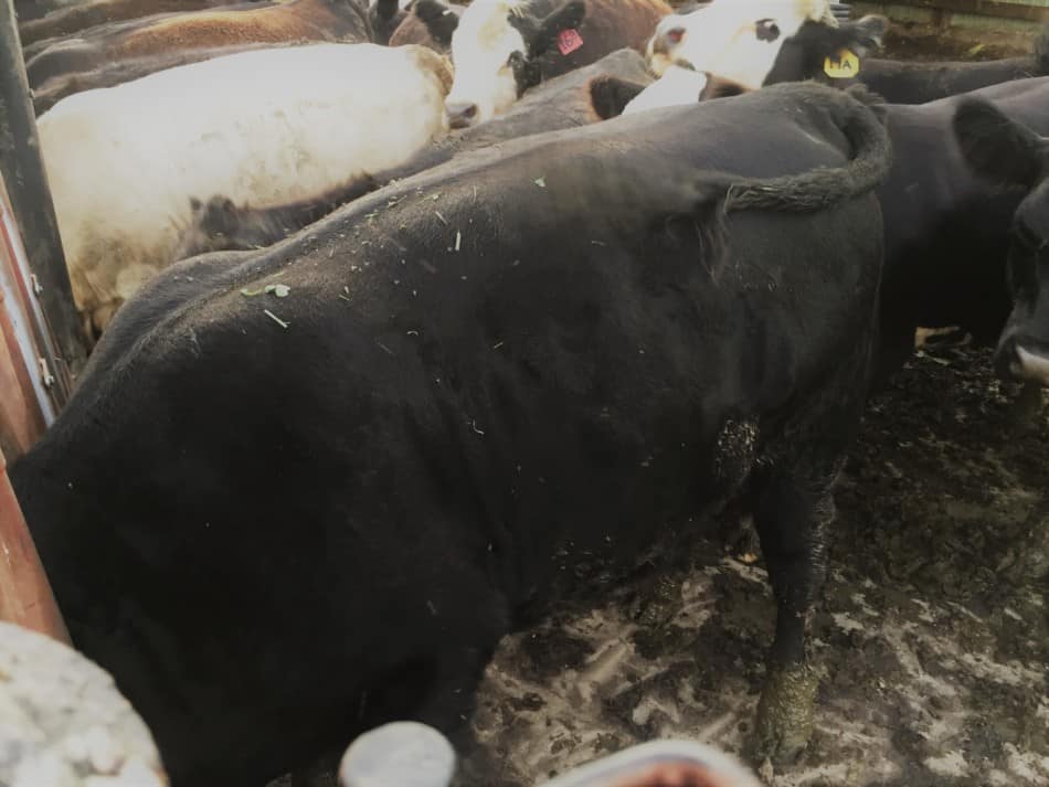 Cattle eating through headlocks