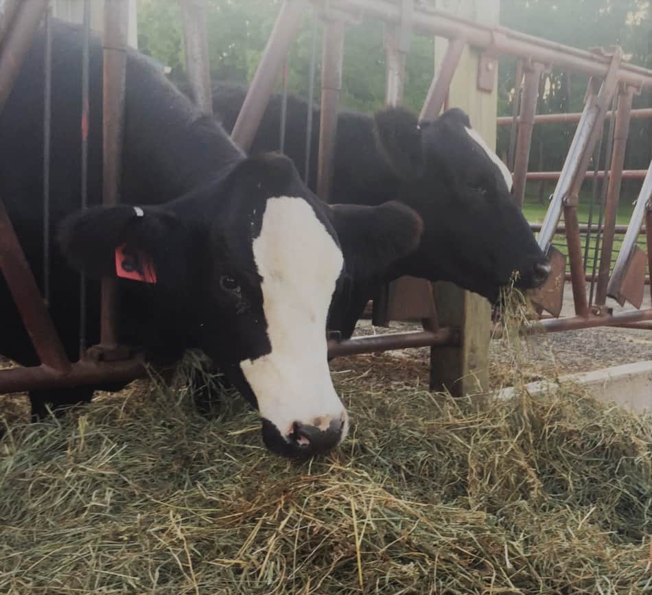 beef cattle eating hay through headlocks