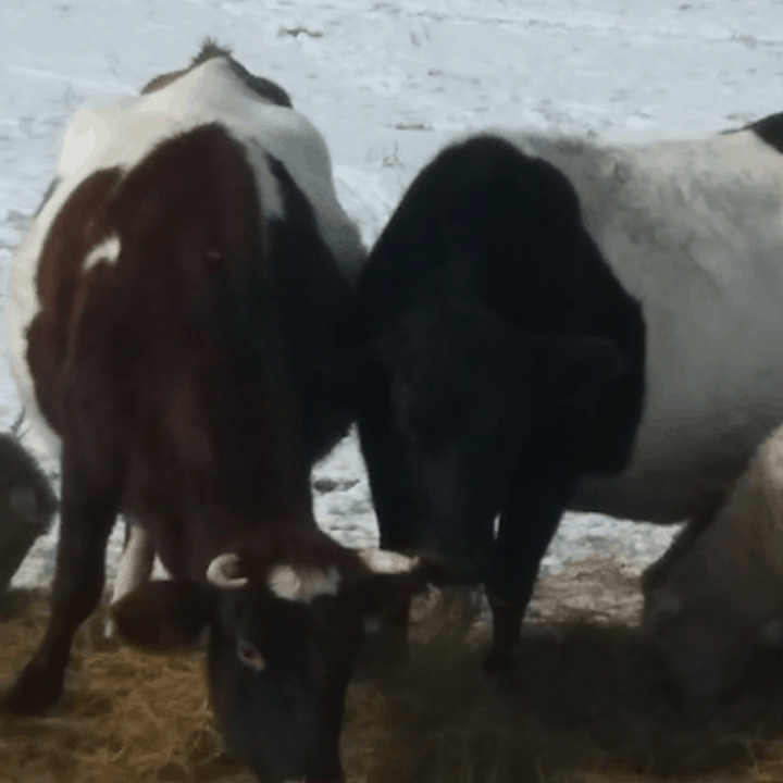 cattle eating hay off of the ground