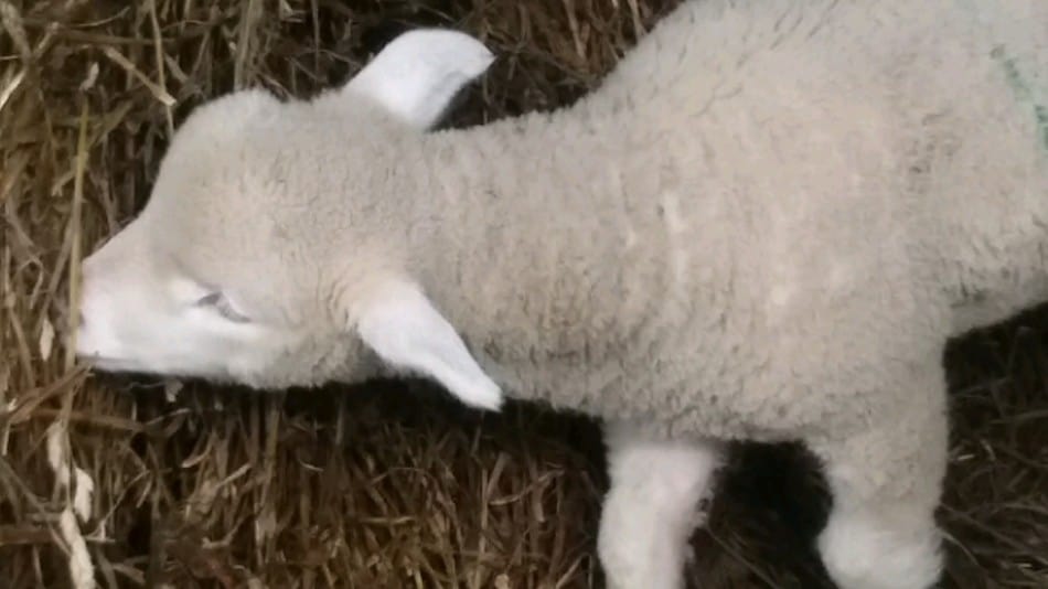 Lamb eating some of a haylage bale