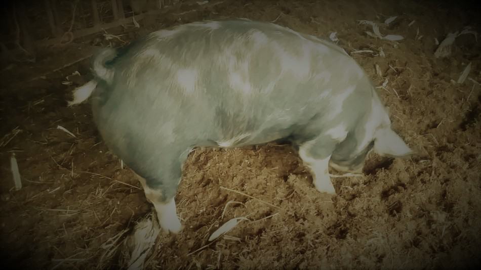 Breeding age gilt (female pig)