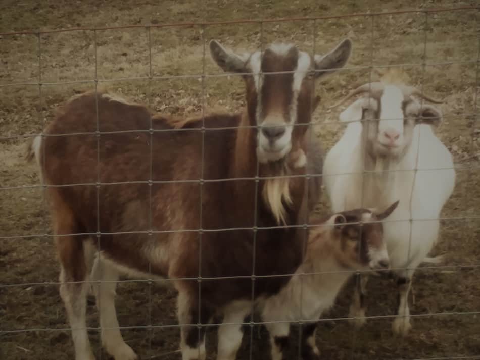 pet goat wethers, a variety of breeds