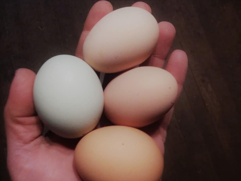 can-hens-lay-eggs-without-a-rooster-family-farm-livestock