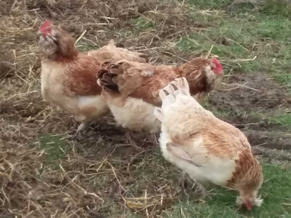 Salmon Faverolles hens in the yard