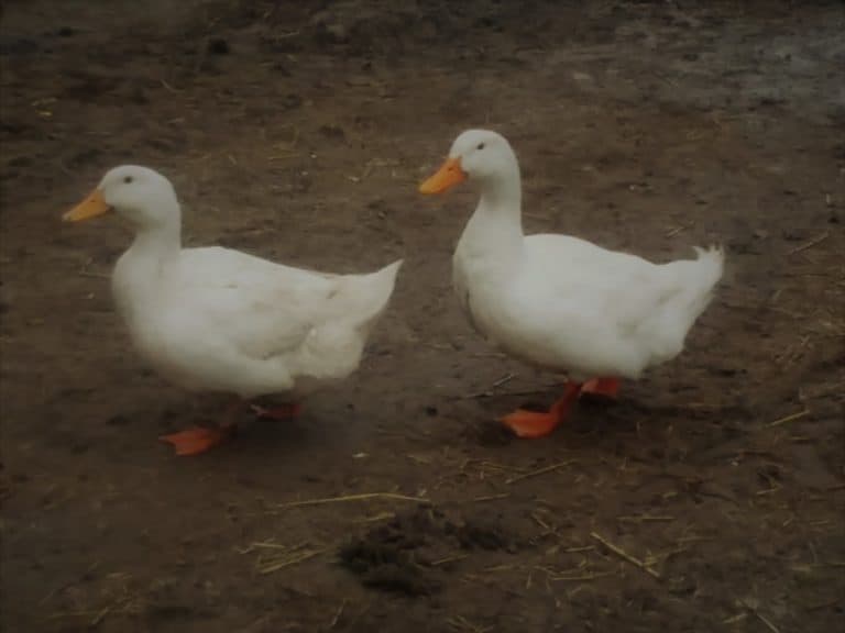 Cost Of Raising Pekin Ducks:  From Duckling To 2 Months, Feed Costs Included