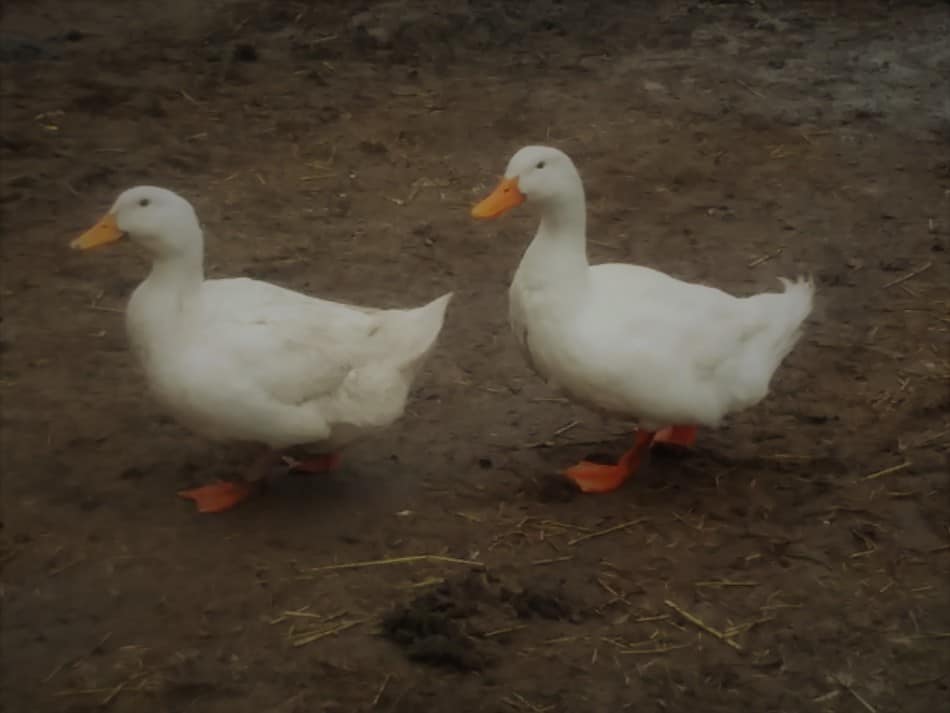 Pair of Pekin ducks