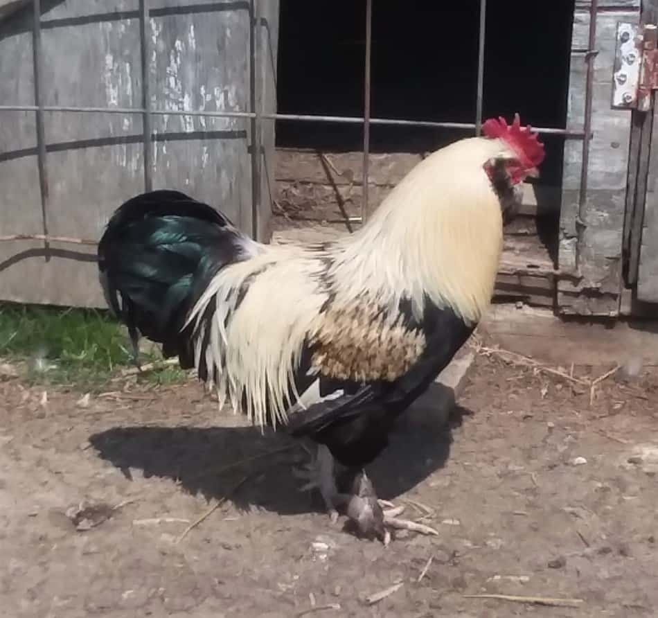 My Salmon Faverolles rooster walking outside of the chicken coop