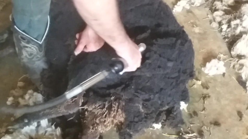 shearing a natural colored ewe lamb