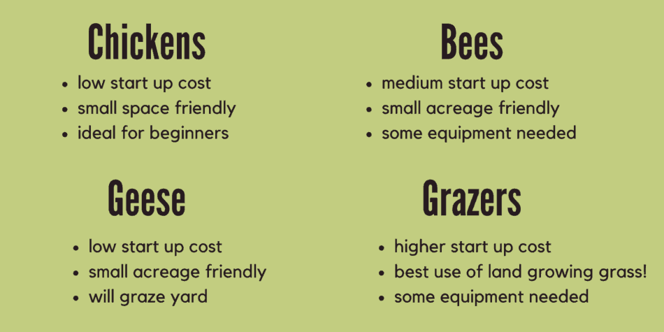 chart summarizing the info in the article regarding low maintenance animals