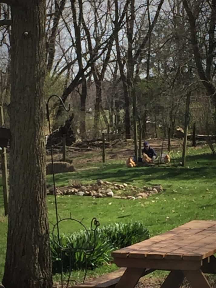 lady doing yard work with chickens "helping"