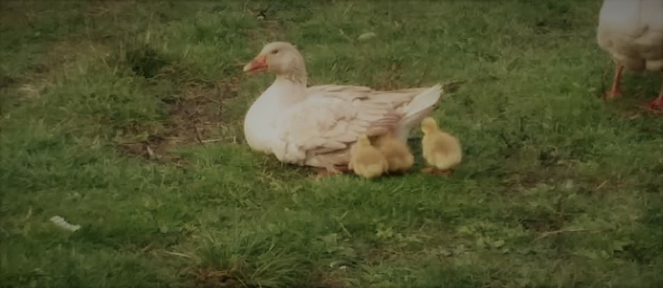 a goose setting with her goslings gathered around, some are under her wings to get warm