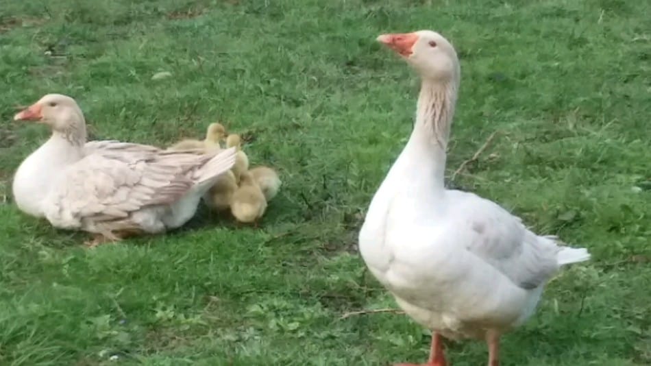 American Buff geese with goslings