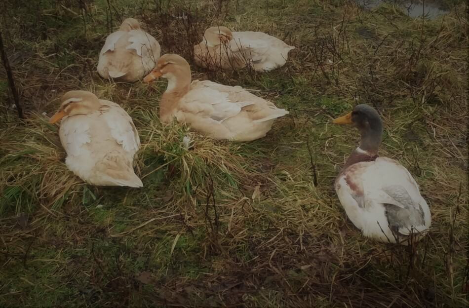 group of Saxony ducks and one Saxony drake