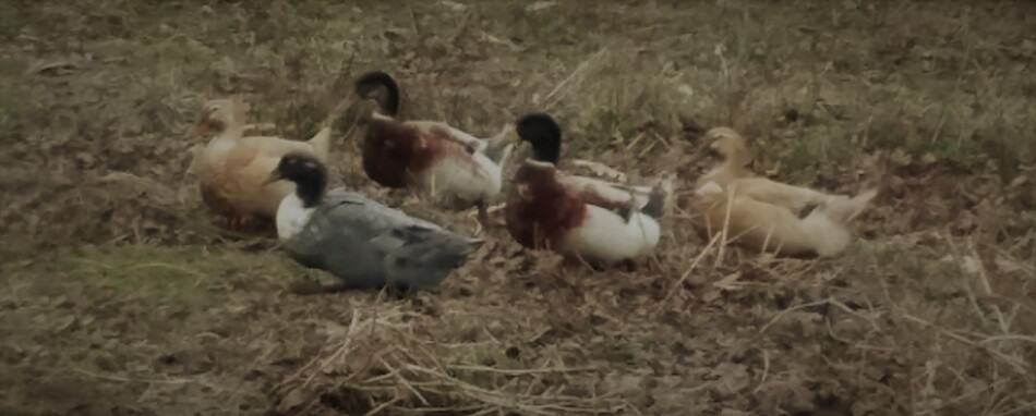 ducks, Saxony ducks and drakes with a Blue Swedish