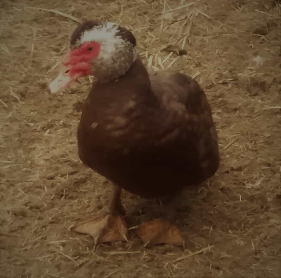 chocolate and white Muscovy duck