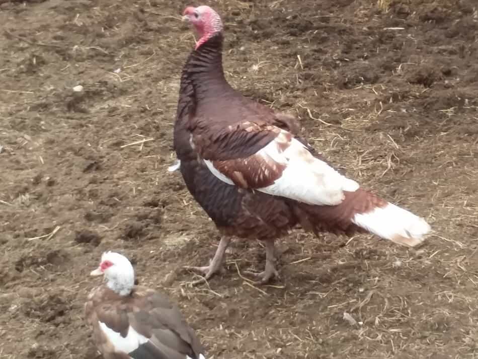 burbon red tom turkey beside a chocolate and white muscovy duck