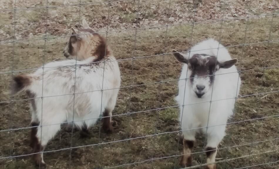 small goats that are pasture pets