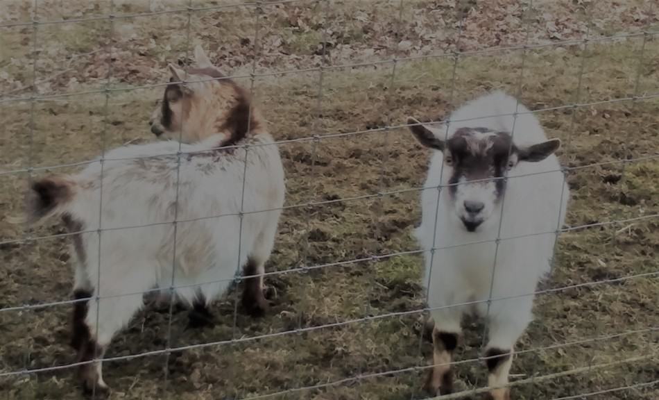 two of the smaller sized pet goats in a mixed goat and donkey herd