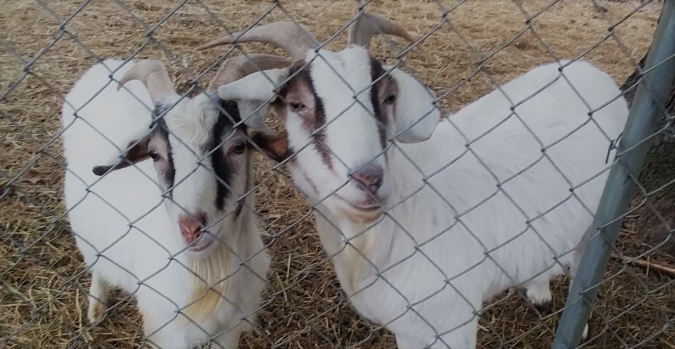 Boer cross goats