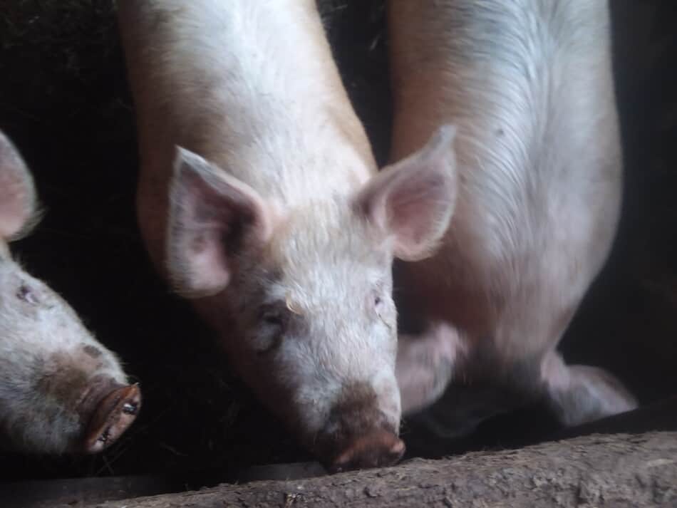 white feeder pigs