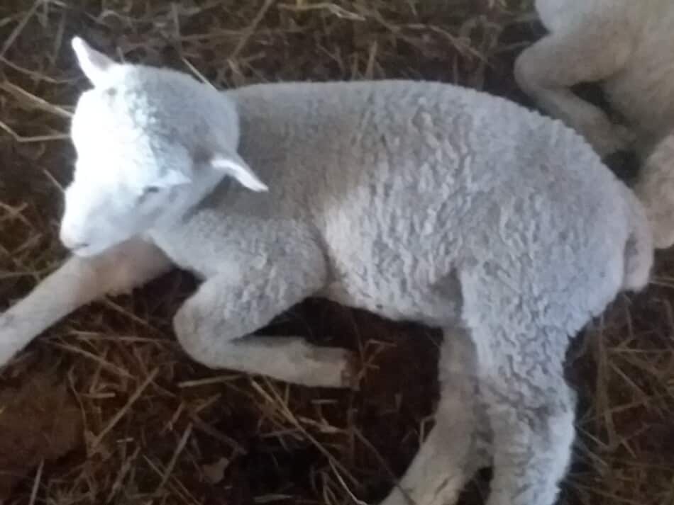 lambs relaxing and laying down