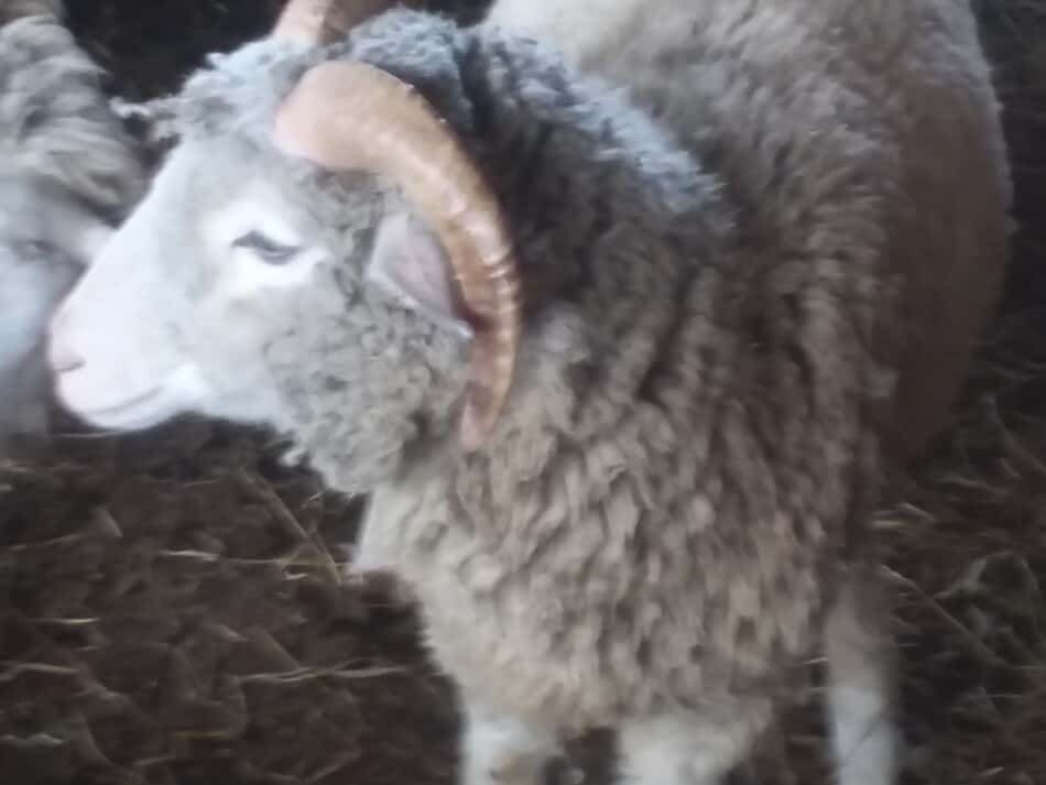 market lamb with horns