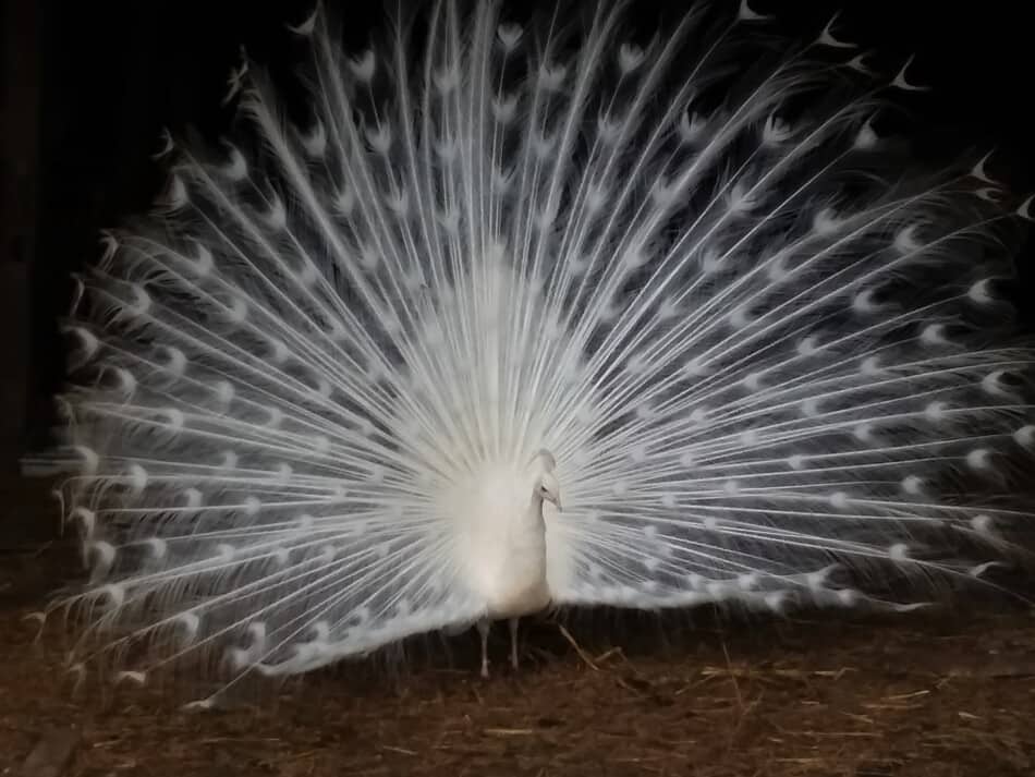 peacock with his feathers fanned out