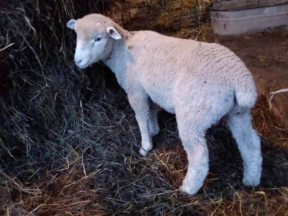 Well grown feeder lamb eating hay