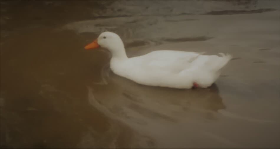 Pekin duck swimming through a puddle made by the spring rains