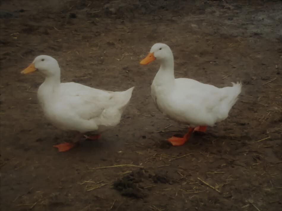 pair of adult Pekin ducks