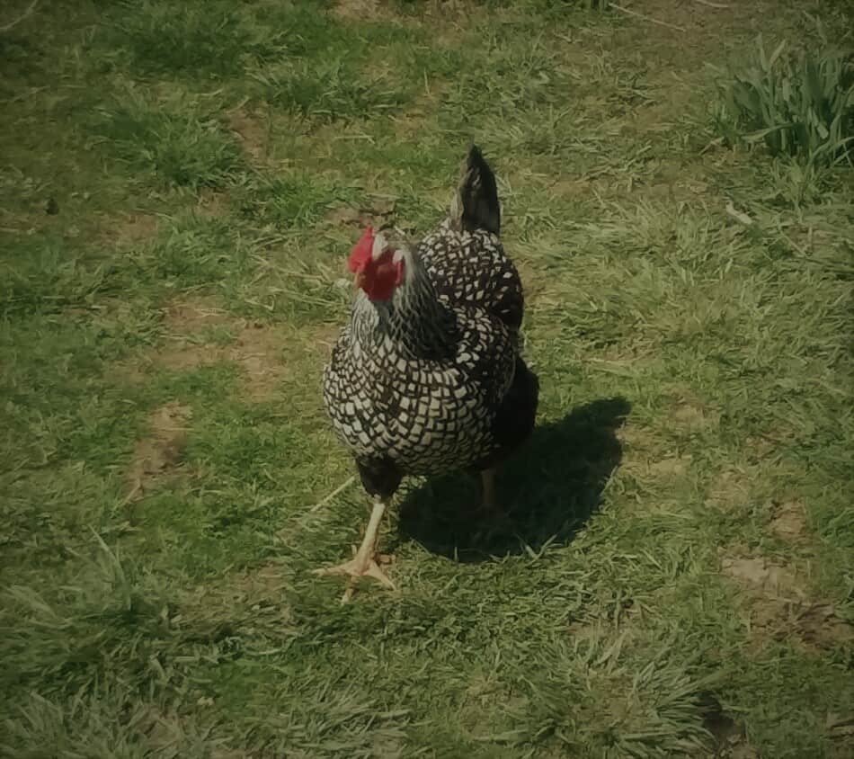 Silver penciled Wyandotte hen