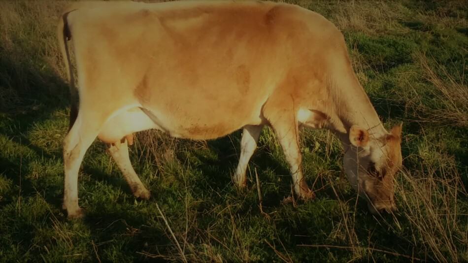 Aleene, our Jersey family cow, grazing